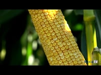 Pablo Amado, asesor agronómico de Bayer