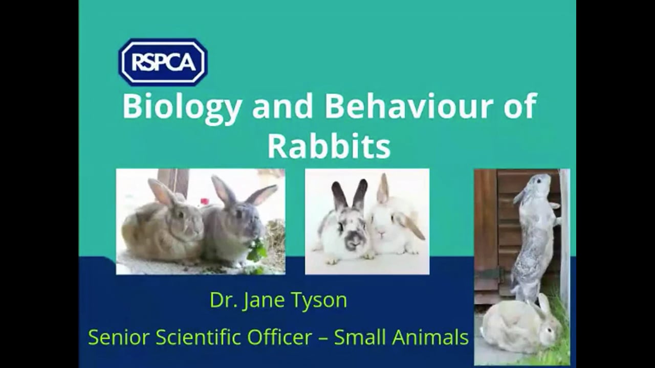 Rabbit Welfare: Educating the Public - RSPCA Staff Contributors