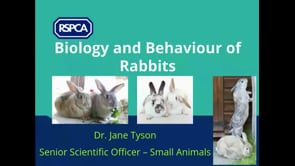 Rabbit Welfare: Educating the Public