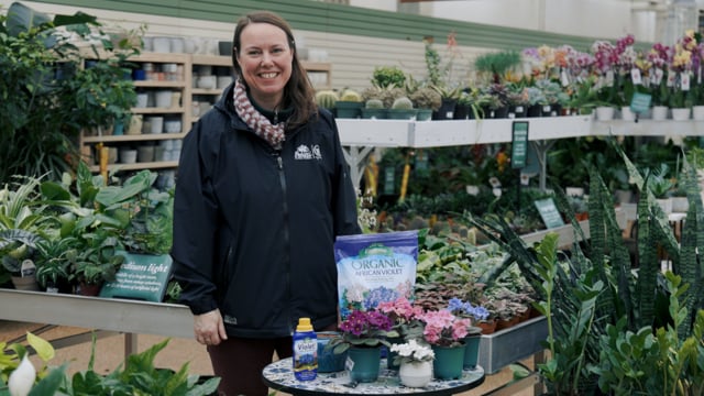 African Violet Spotlight | How to Grow, Propagate, & Care for Violets