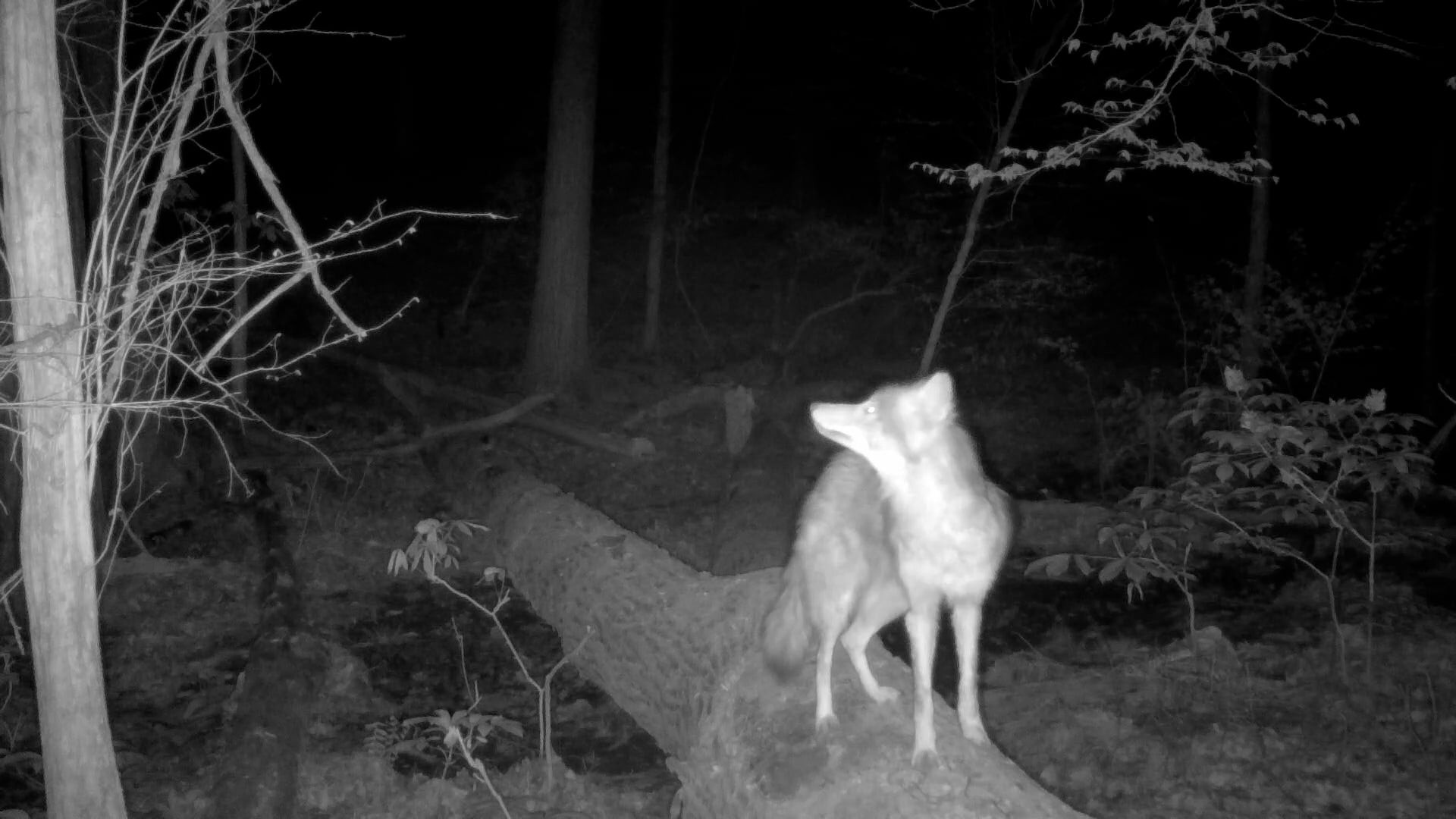 Coyote On Log Mp4 On Vimeo