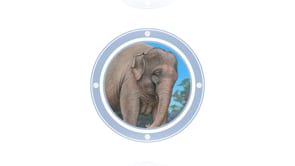 AMAZING ANIMALS