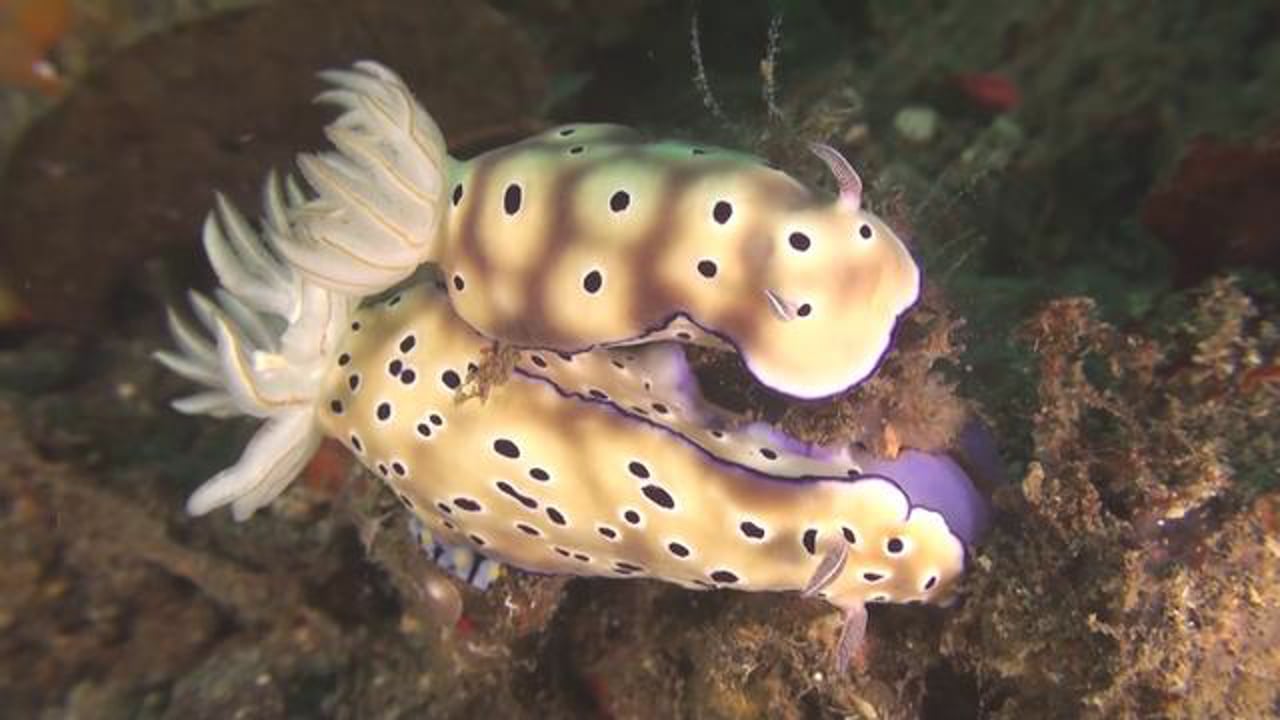 Risbecia tryoni - Feeding