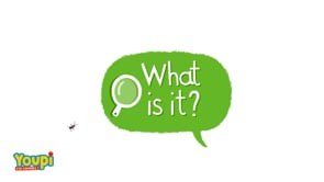 WHAT IS IT?