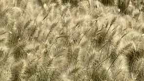 Motion — Sam Youkilis, Mini Title 2025