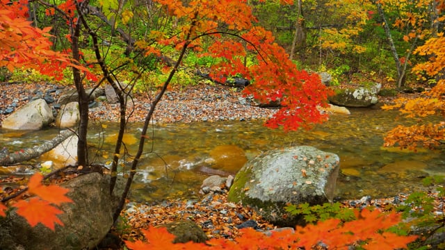 Autumn Colors of a Mountain River, Primorskiy Krai, Russia
