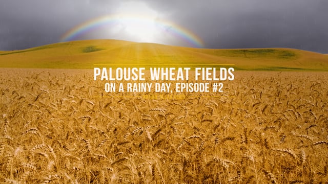4K Rainy Day at Palouse Wheat Fields #2