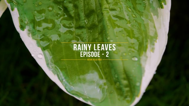Rainy Leaves #2