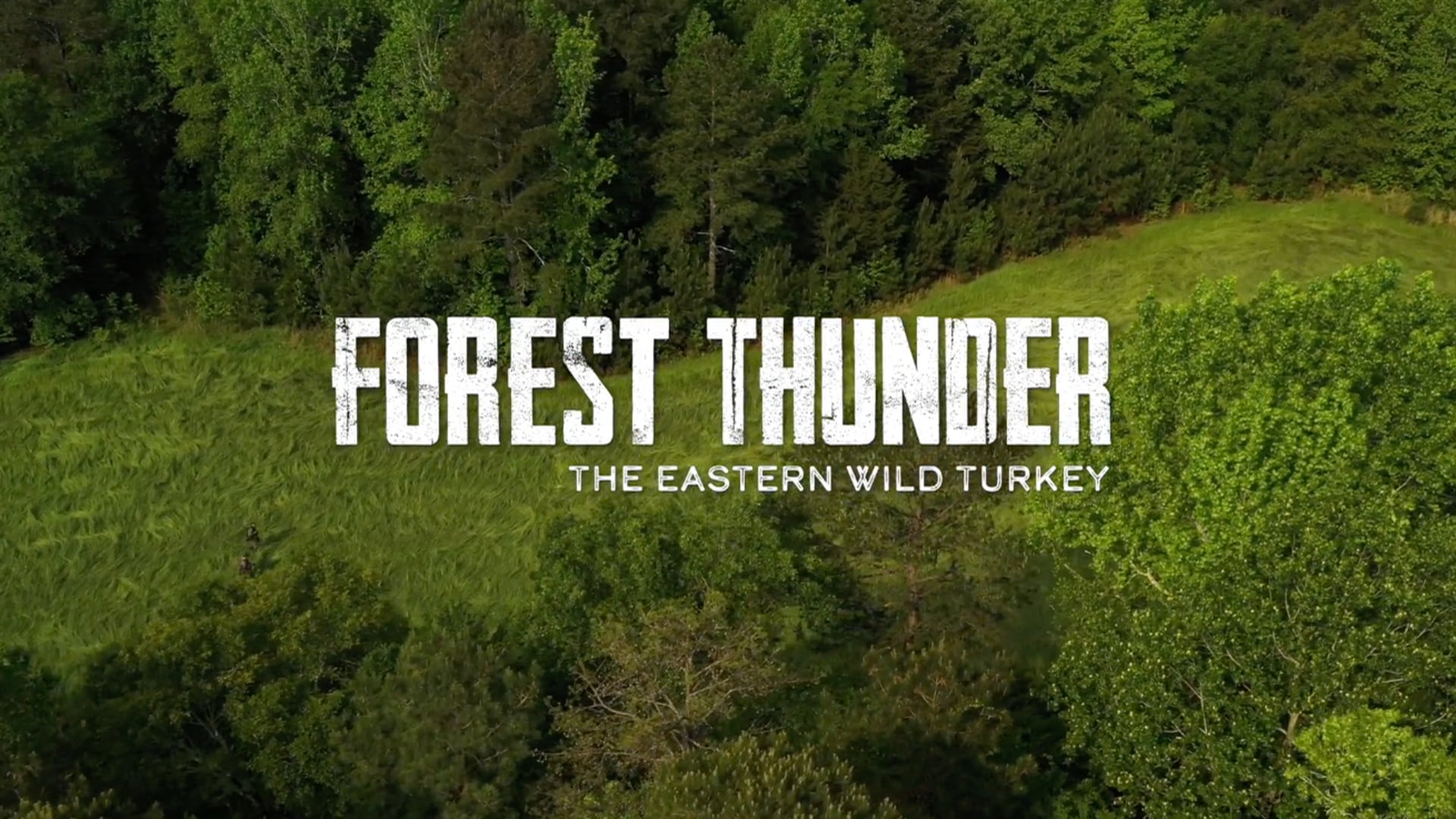 Forest Thunder - Eastern Wild Turkey (Long format)
