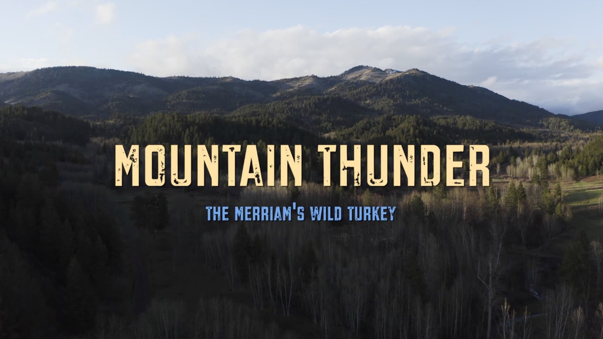 Mountain Thunder - Merriam's Wild Turkey (Long Format)