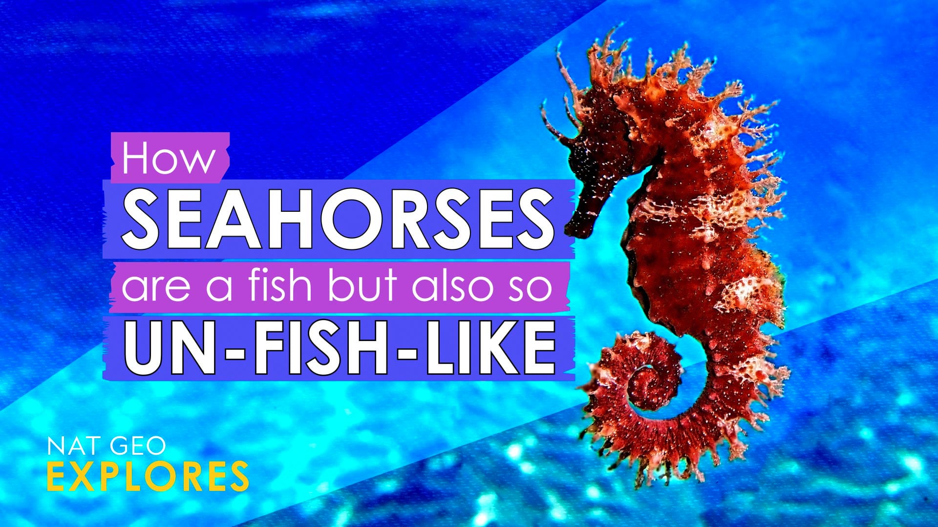 How seahorses are a fish but also so un-fish-like