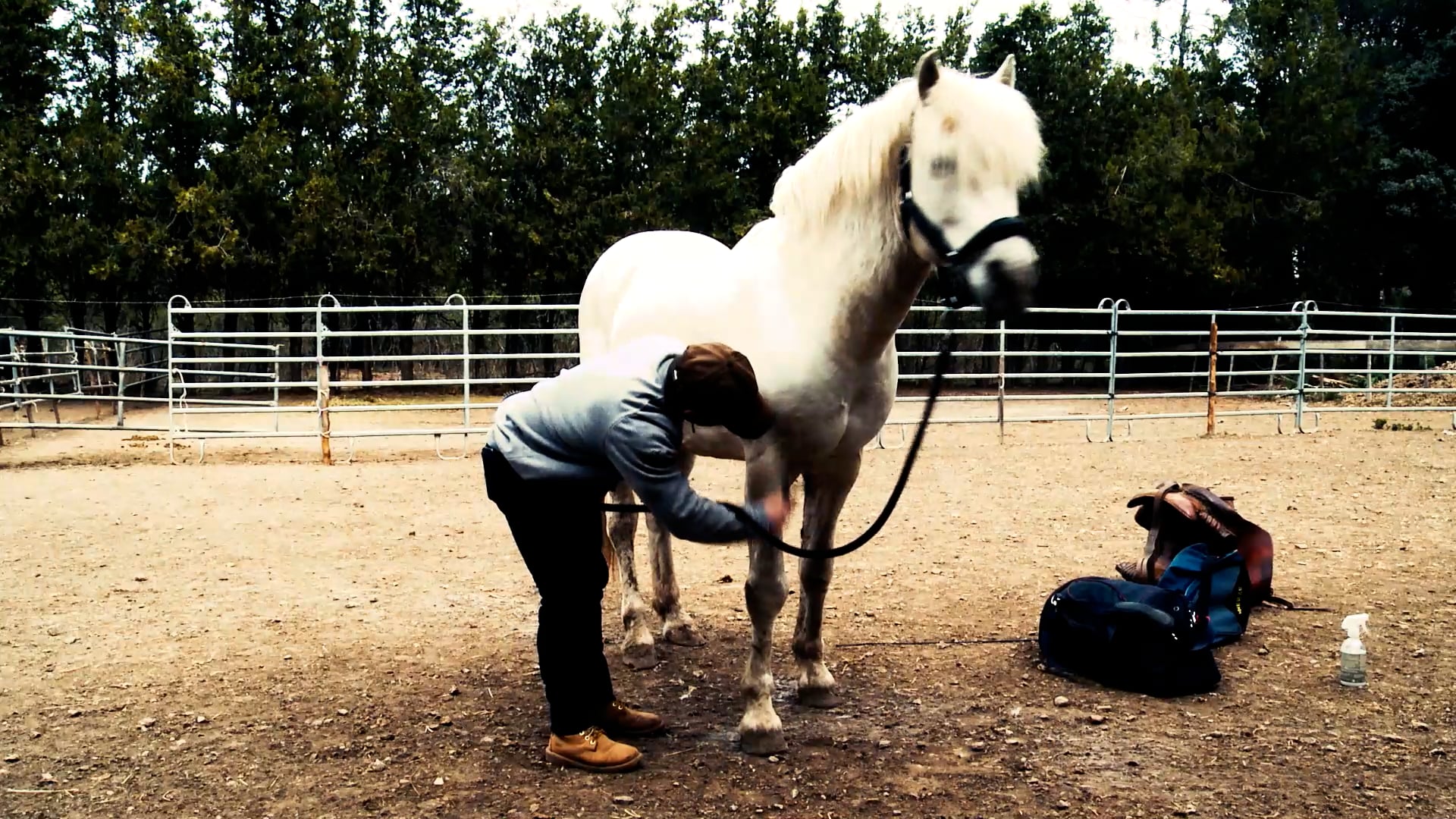 Dressage équestre - Ludovic Longo