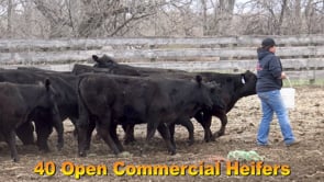 Lot #58 - OPEN COMMERCIAL HEIFERS