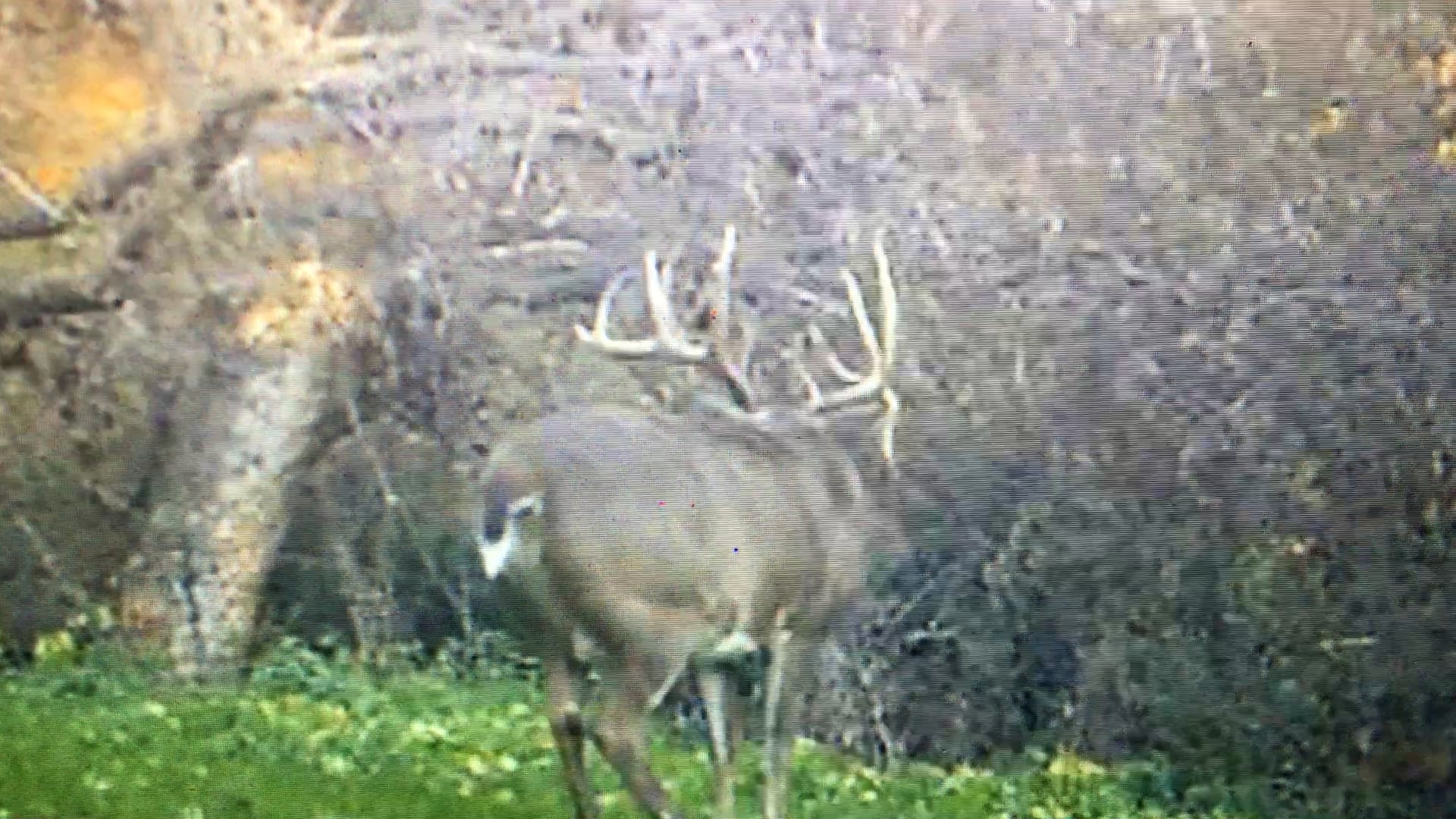 Elk Creek Outfitters Hunting Deer & Turkey in Nebraska, Whitetail