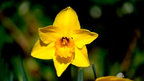 flower, daffodil, yellow