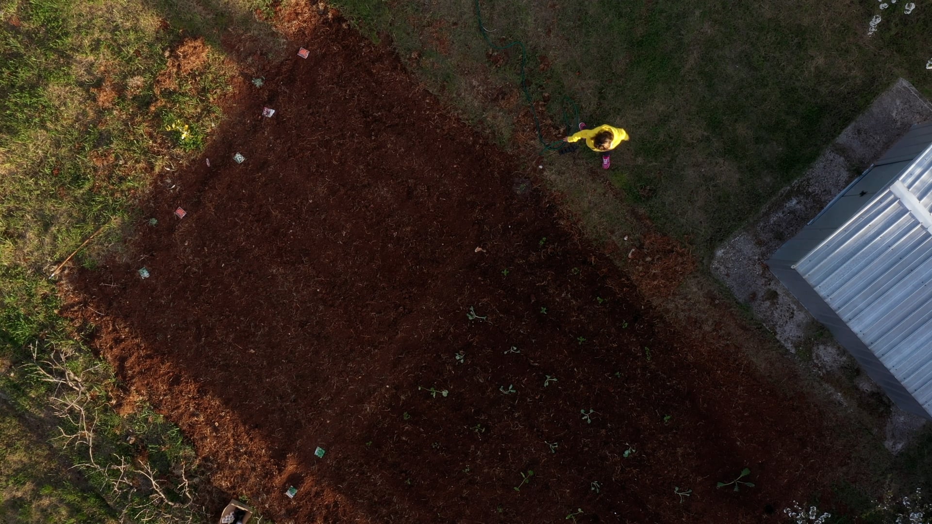 Watering vegetables aerial