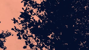 YIlin Wen- Shadow and Nature