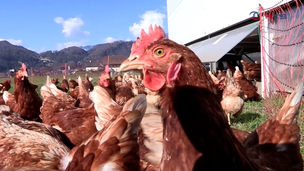 vom-huehnermobil-bis-zur-weidehuette-sonnenhuhn-denkt-landwirtschaft-ander