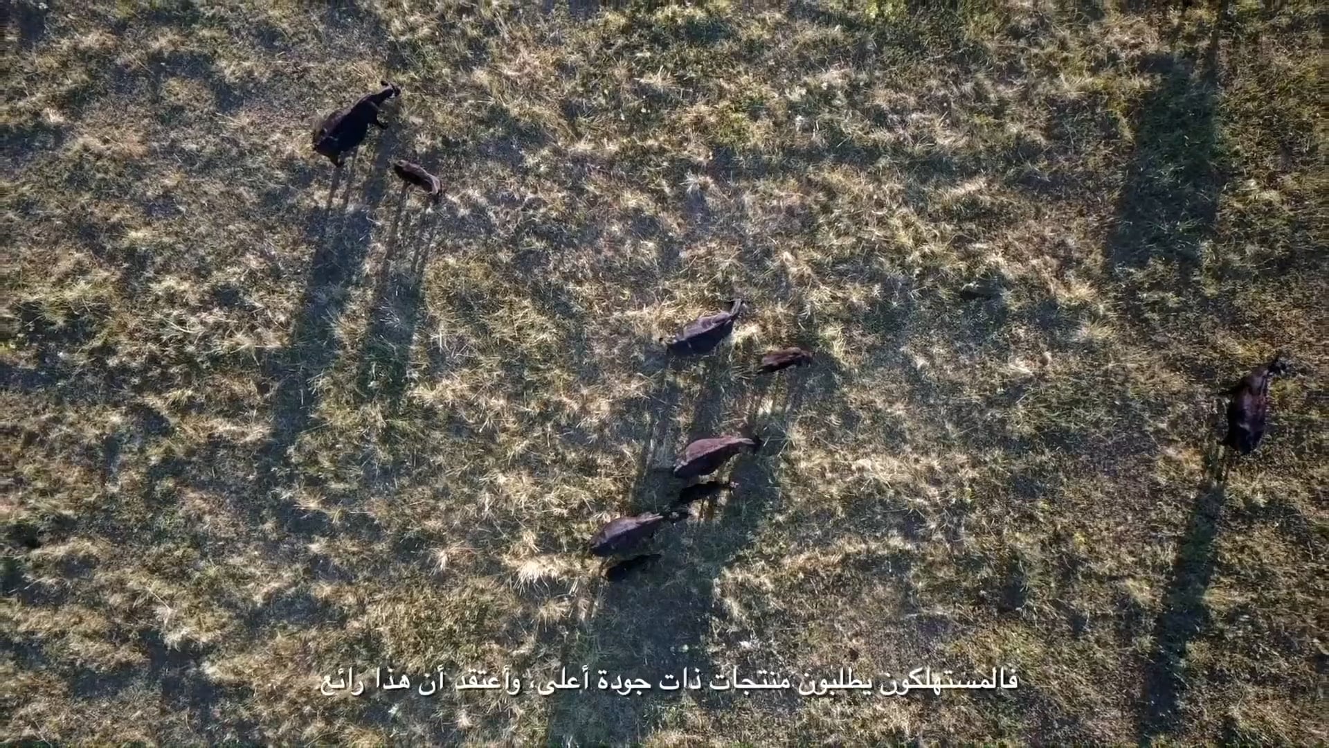 22TFMIN015_Beef Farm To Fork_Arabic_Final on Vimeo