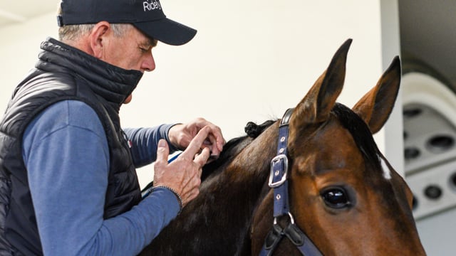 Plaiting the Young Horse