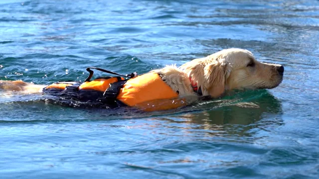 The Battle Of The Doggie Life Jackets