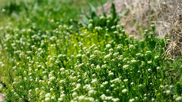 100以上の無料野生の花 植物動画 Hd 4kクリップ Pixabay