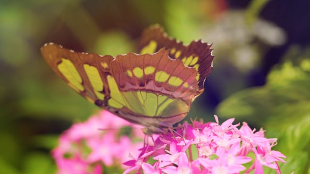 Dreamy Butterflies 4K - Relaxing Video with Music & Nature Sounds
