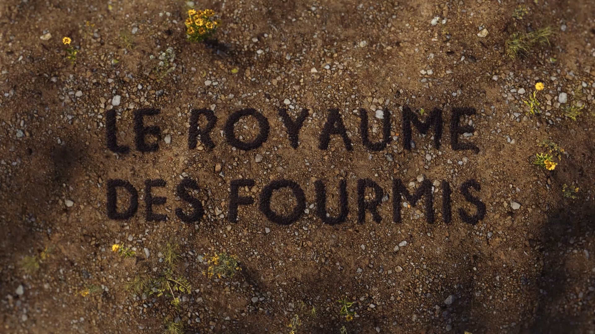 Intro Le royaume des fourmis