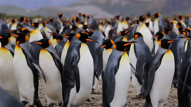20+ Free Penguins & Penguin Videos, HD & 4K Clips - Pixabay