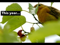 Newswise:Video Embedded now-for-the-first-time-see-how-many-migratory-birds-are-passing-over-your-county