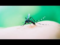 Gen TV Saúde: Dengue, cuidado e atenção