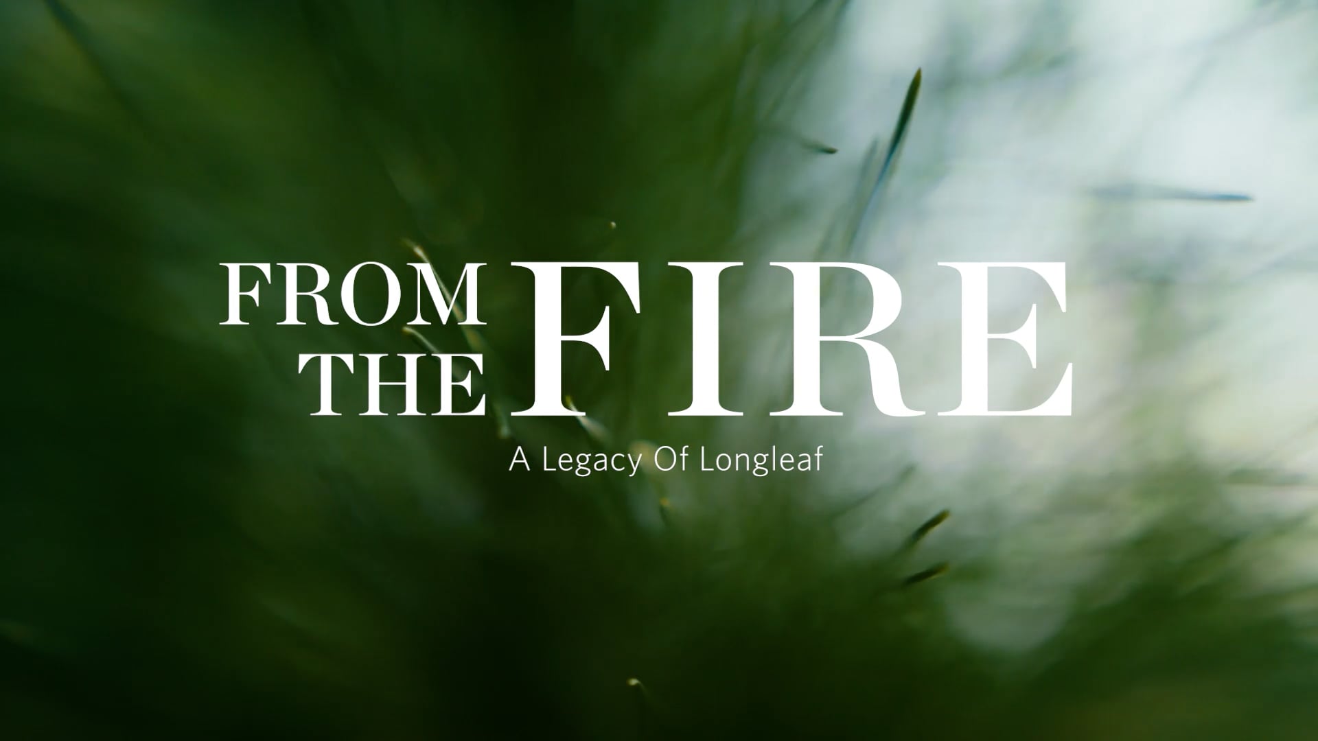 From The Fire | A Legacy Of Longleaf