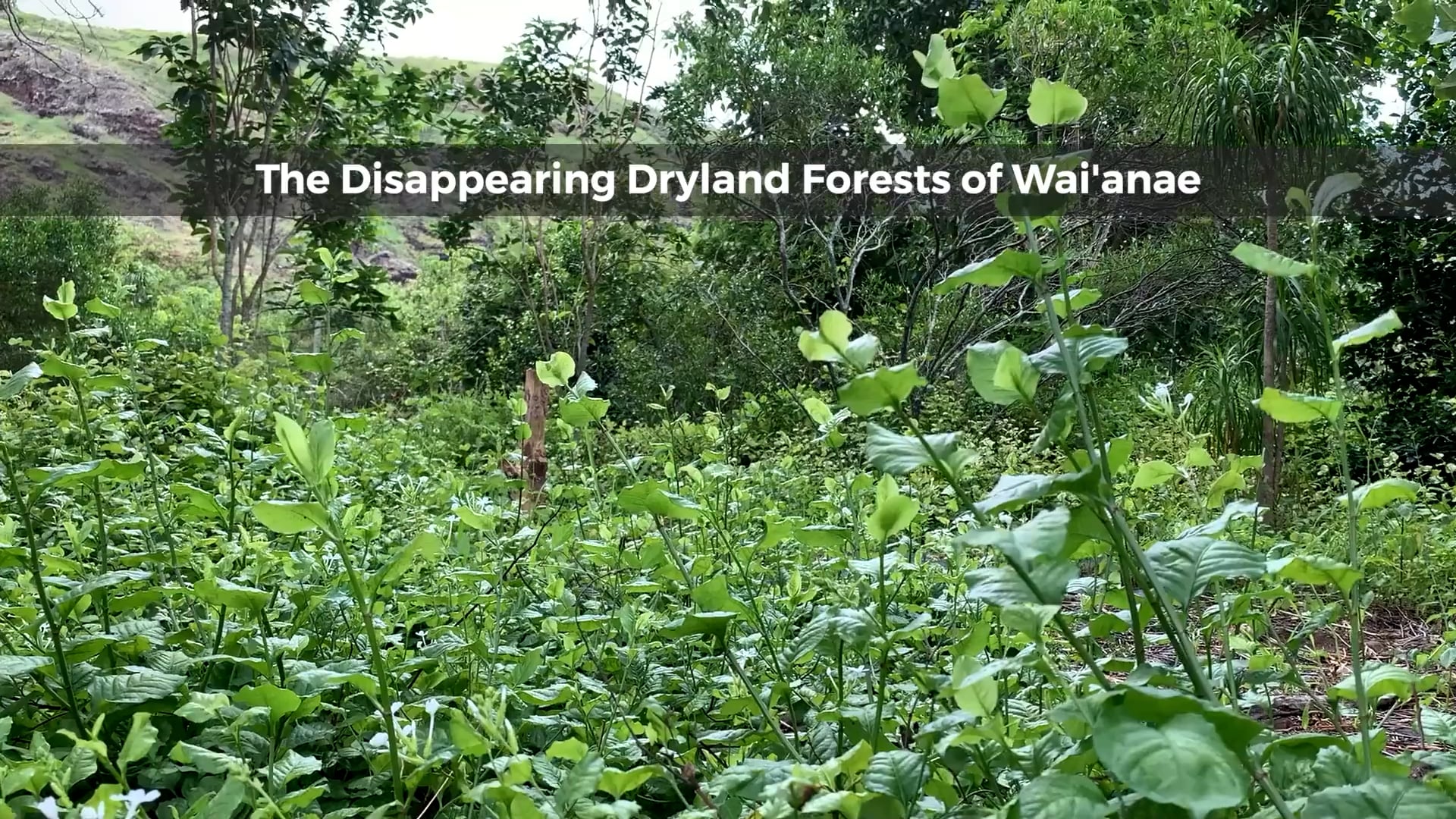 The Disappearing Dryland Forests of Wai'anae (1)