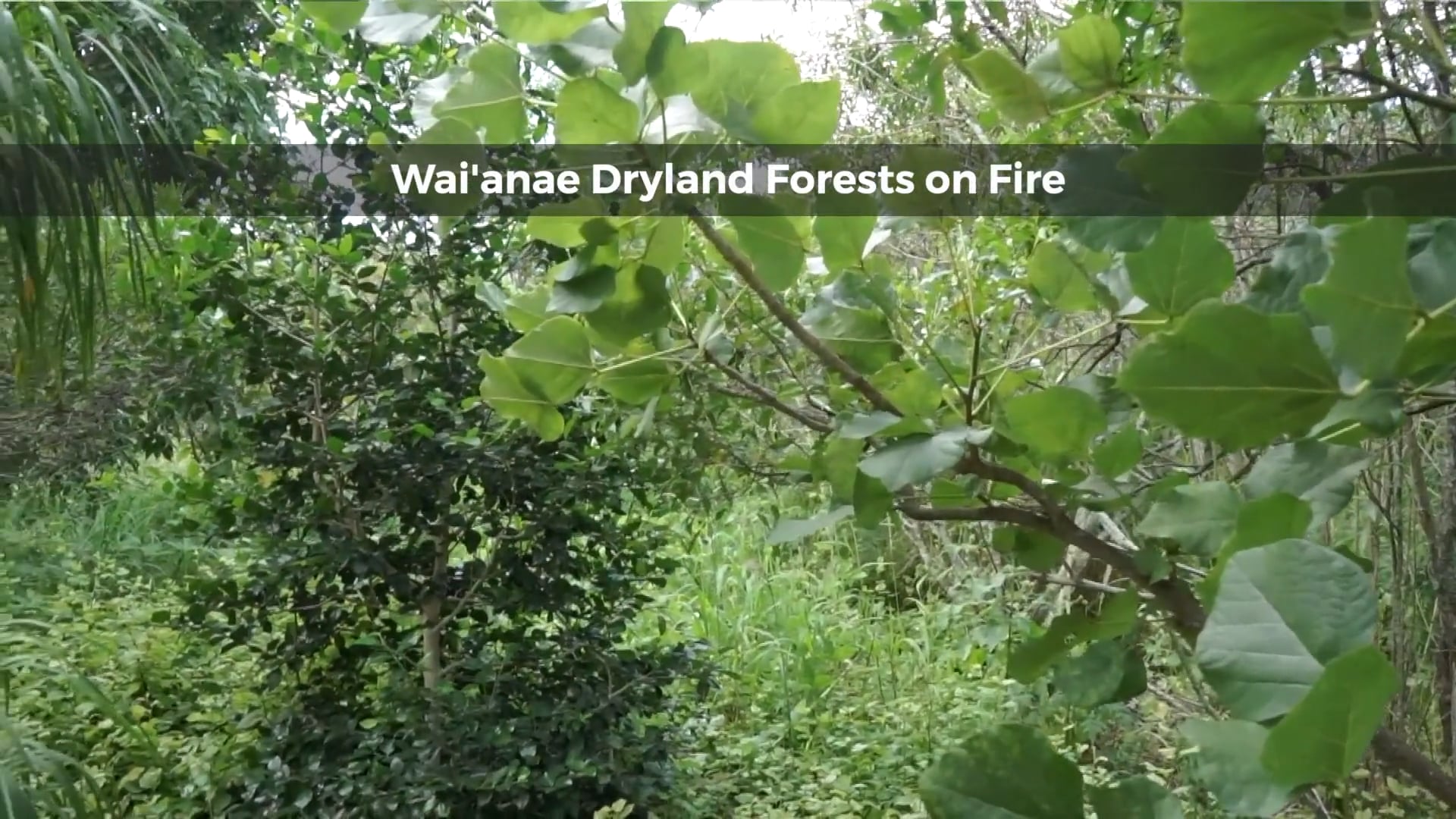 Wai'anae Dryland Forests on Fire (2)
