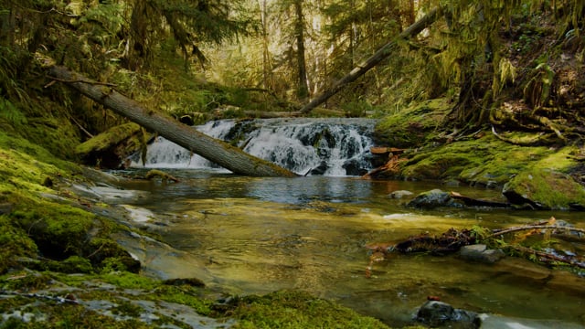 Spring Sounds of Benson Creek Falls. Nanaimo, BC, Canada