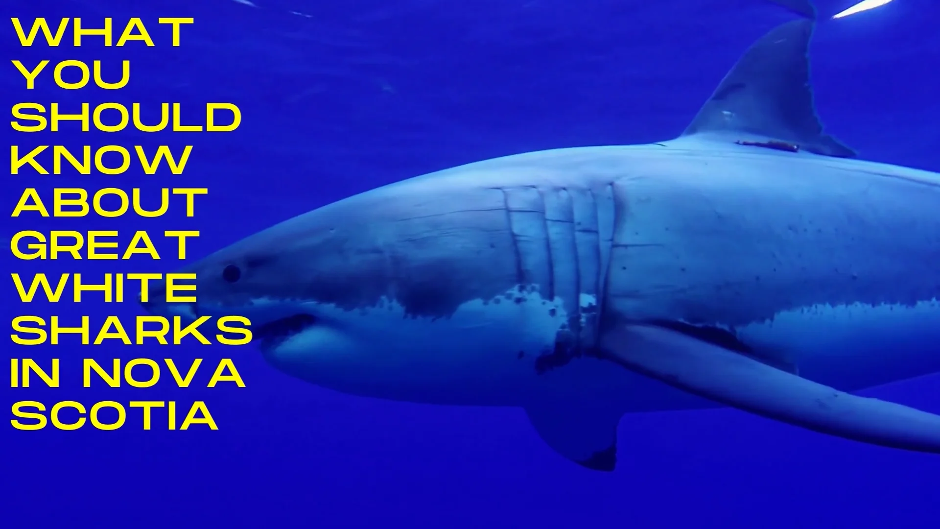 Great White Shark Habitat Facts For Kids