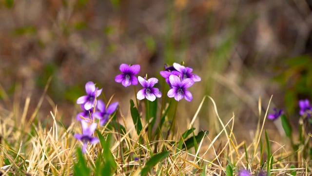 超过10 个关于 紫花 和 植物 的免费视频 高清及4k 视频片段 Pixabay