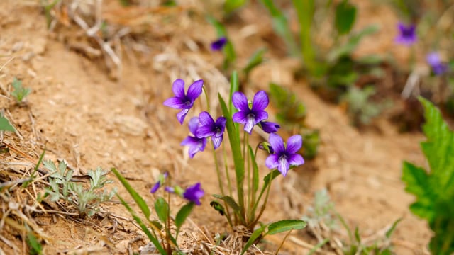 超过10 个关于 紫花 和 植物 的免费视频 高清及4k 视频片段 Pixabay