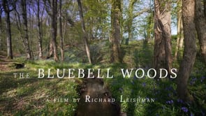 The Bluebell Woods.m4v