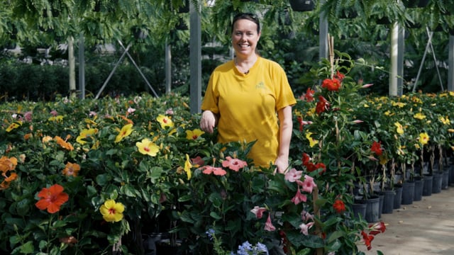 Flowering Tropicals Spotlight | Mandevilla, Hibiscus & Plumbago
