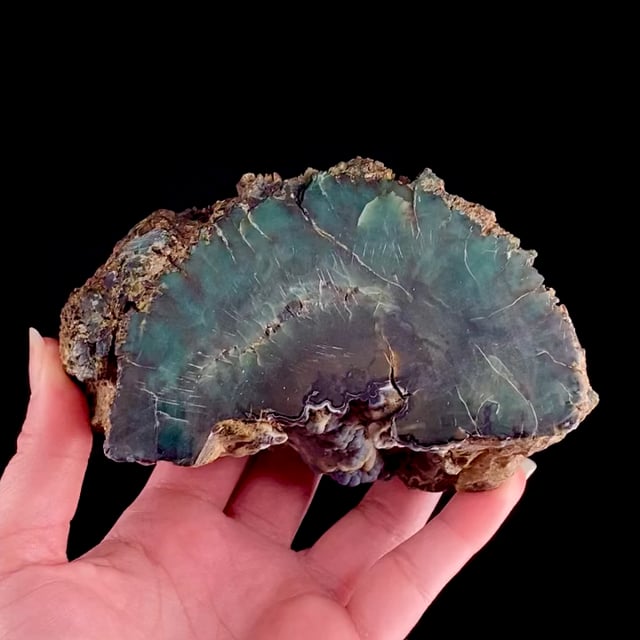 Petrified Wood (INCREDIBLY rare green color) with Chalcedony