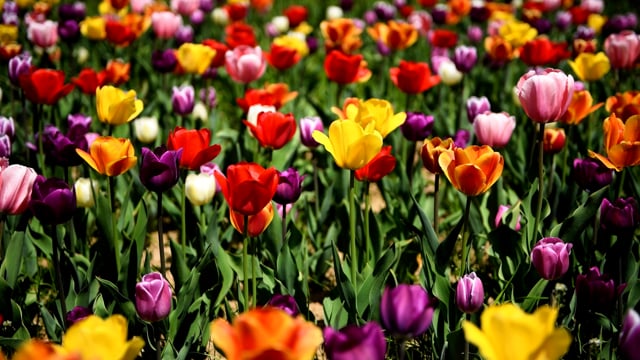 Tulips Flowers Petals - Free video on Pixabay