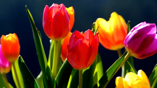 Tulip, Flower, Multicoloured. Free Stock Video - Pixabay