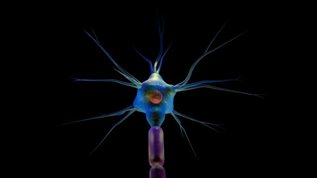 5+ Free Nervous System & Biology Videos, HD & 4K Clips - Pixabay