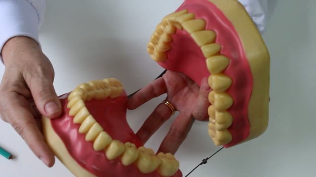 Módulo 6 - Antomia Dental