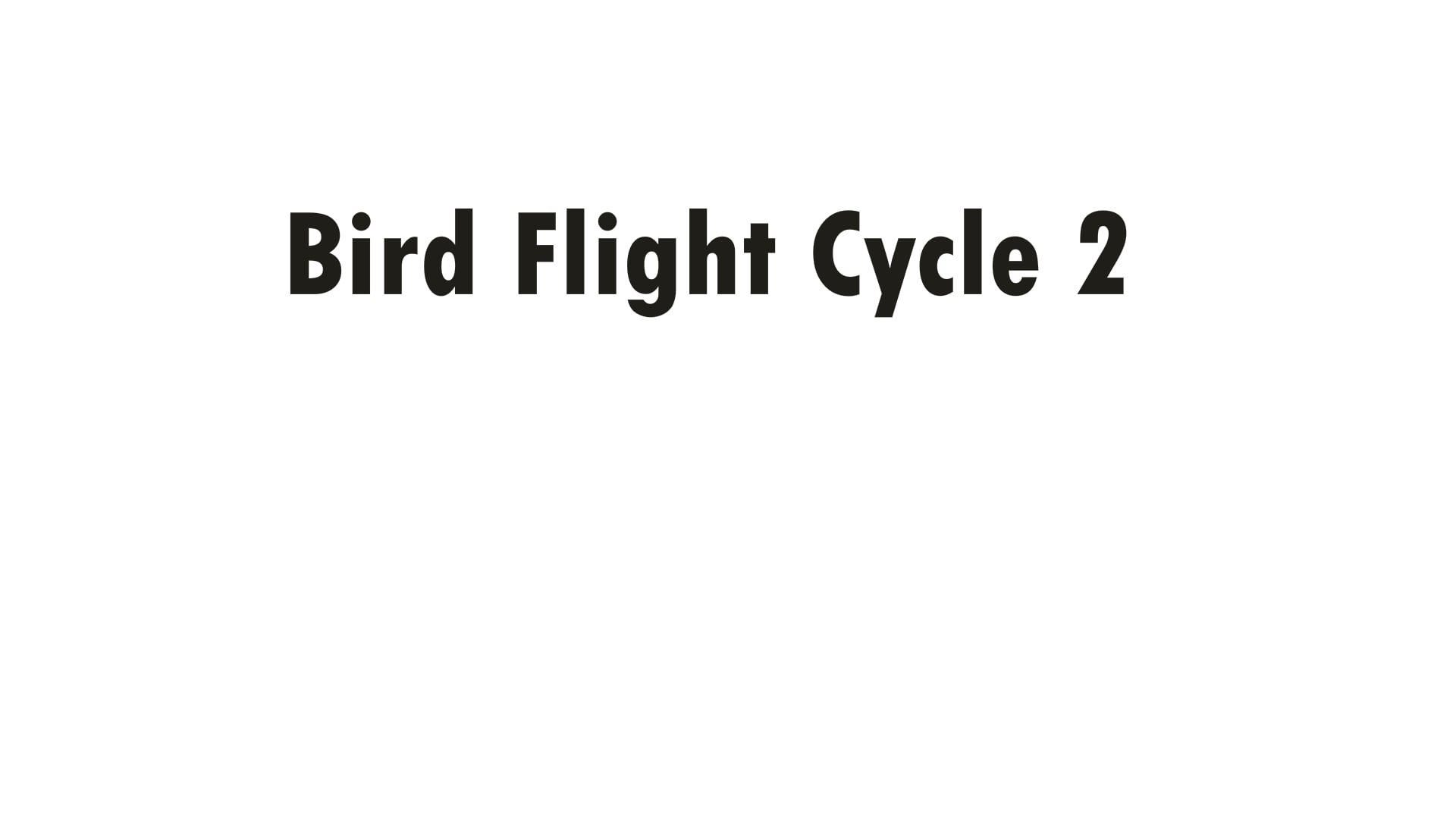 bird-flight-cycle-2-on-vimeo