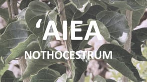 'Aiea Nothocestrum