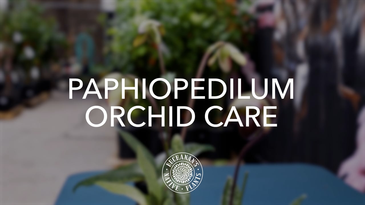 Paphiopedilum Orchids.mp4