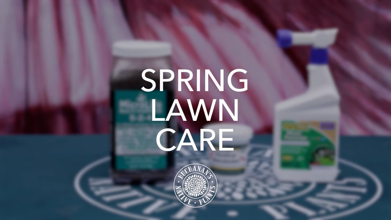 Spring Lawn Care