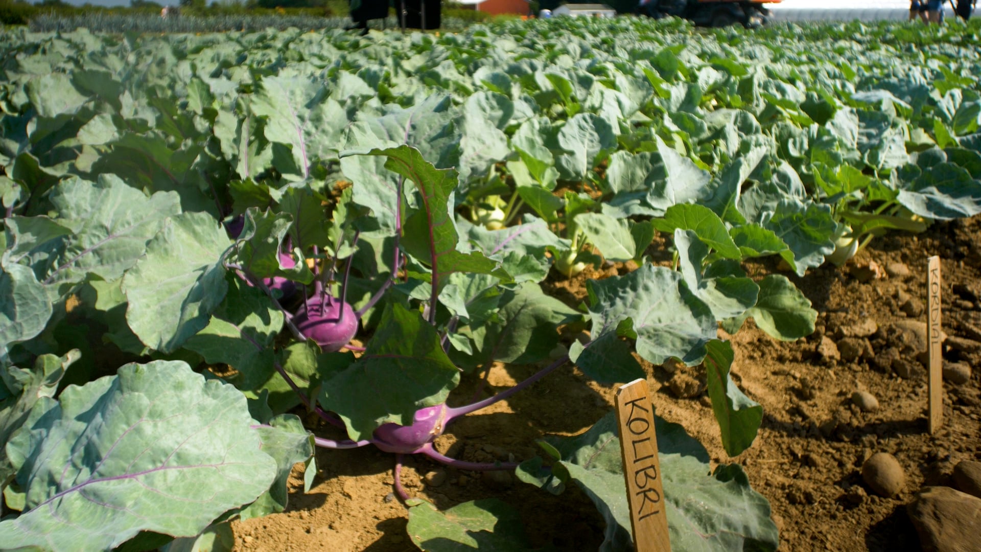 Bejo Seeds: Diverse Crop Tour
